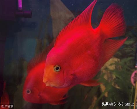 血鸚鵡水質|血鸚鵡魚餵養7大注意事項 – 寵物百科